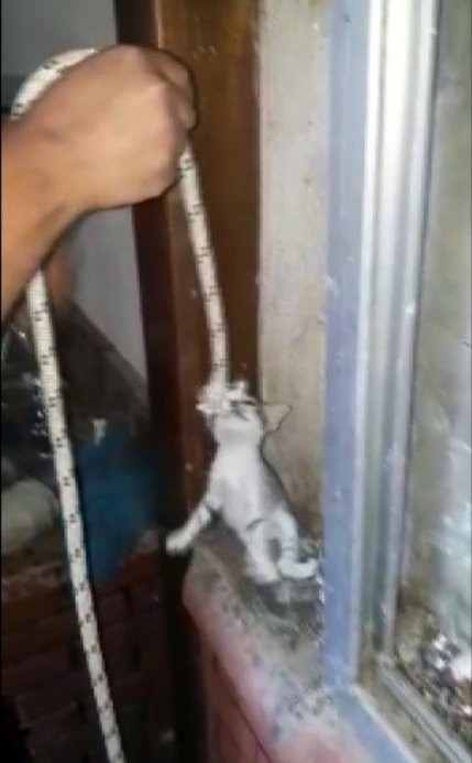 Boruya Sıkışan Yavru Kedileri İtfaiye İple Kurtardı