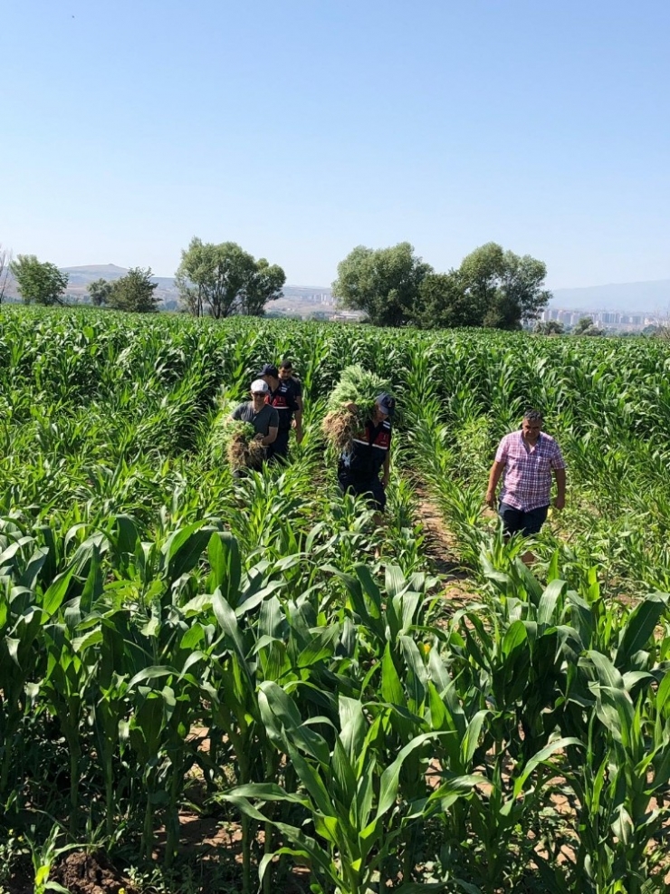 Jandarmadan Kenevir Operasyonu