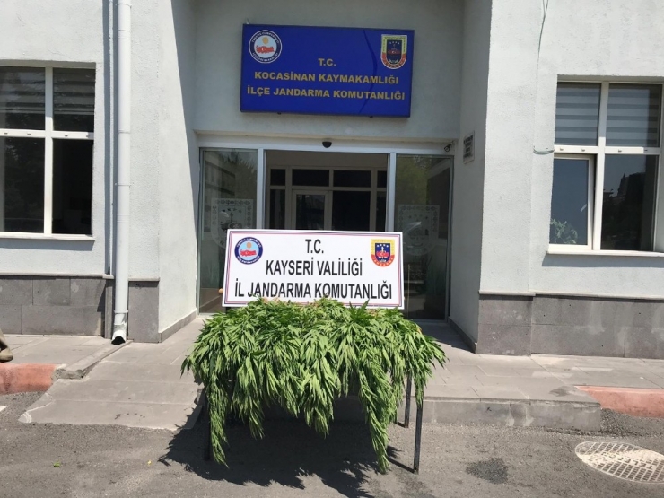 Jandarmadan Kenevir Operasyonu