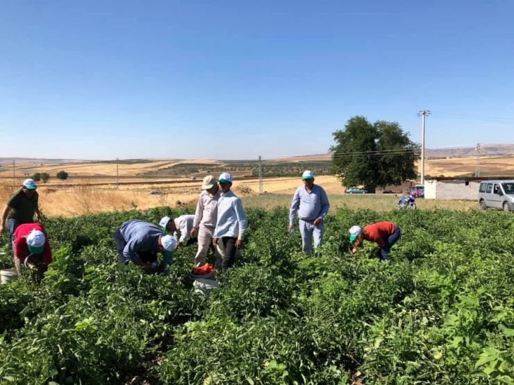 Kadıoğlu Çiftçiler İle Birlikte Hasat Yaptı