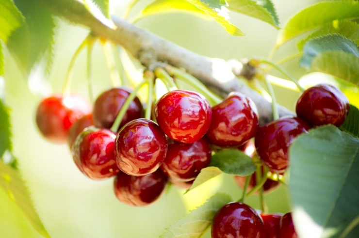 Ege’nin Organik Kirazı Çin Seddini Aştı