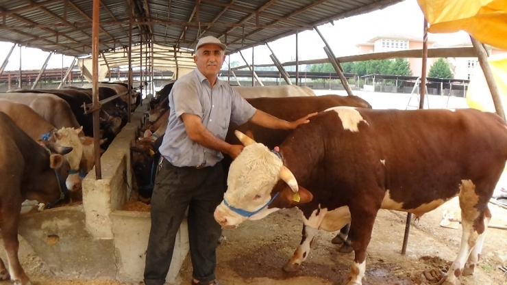 Kurbanlıklar Gelmeye Başladı