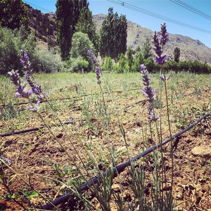 Nurhak, Lavanta Kokulu İlçe Olmaya Aday