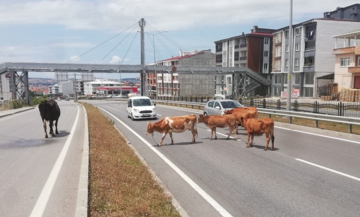 Karayolunda Başıboş Hayvanlar Trafiği Tehlikeye Düşürüyor
