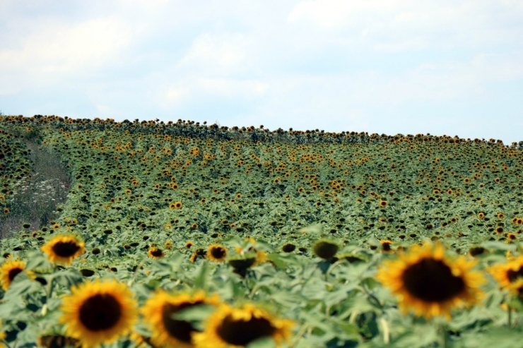 Ayçiçeği Tarlaları Hem Göze Hem De Cebe İyi Geldi