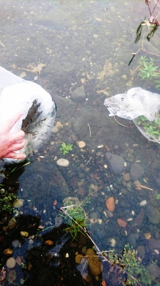 Samsun’da Göl Ve Göletlere 120 Bin Adet Yavru Balık Bırakıldı