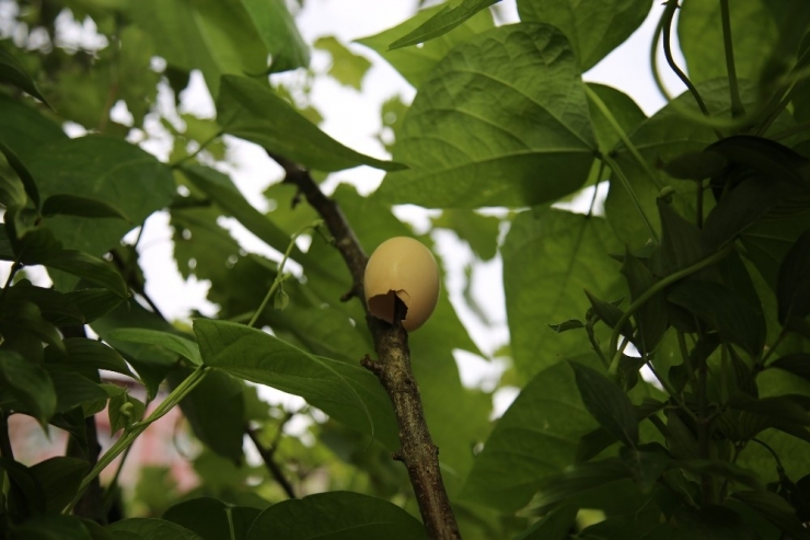 Nazara Karşı Yumurta Kabuğuyla Önlem