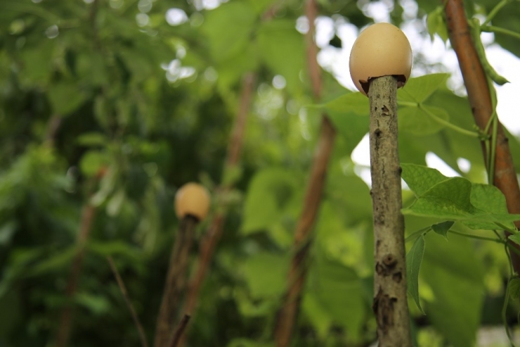 Nazara Karşı Yumurta Kabuğuyla Önlem