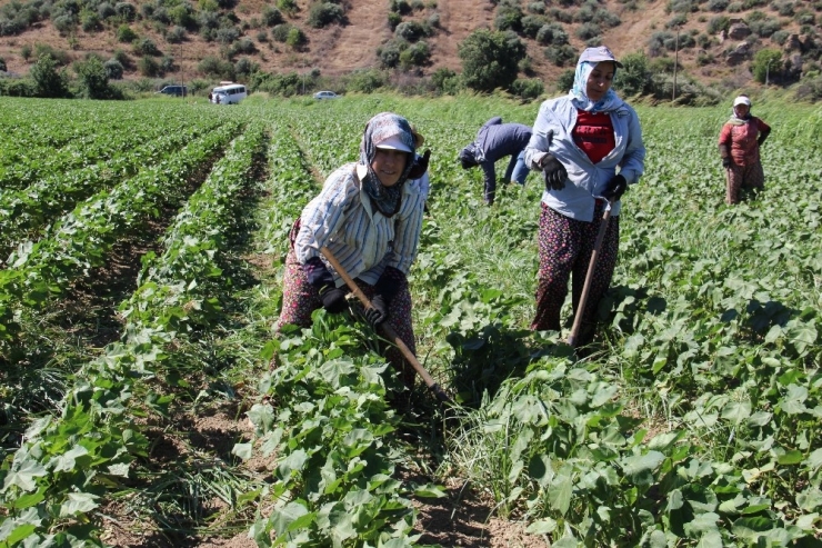 Aydınlı Kadınların 40 Derece Sıcakta 55 Lira Mücadelesi