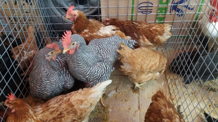 Uşak’ta Canlı Tavuk Ve Kanatlı Hayvan Pazarı Yoğun İlgi Görüyor