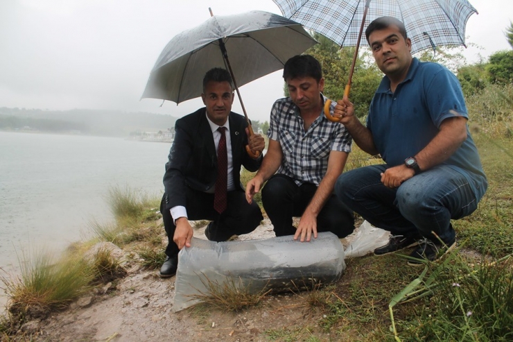 Bilecik’te 10 Gölete 64 Bin Sazan Balığı Yavrusu Bırakıldı