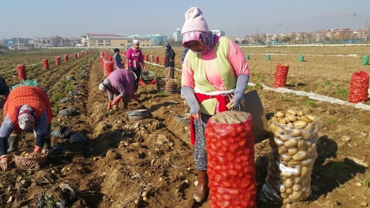 Patates Üreticileri İthalatın Kendilerine Zararı Olduğunu Belirtiyor