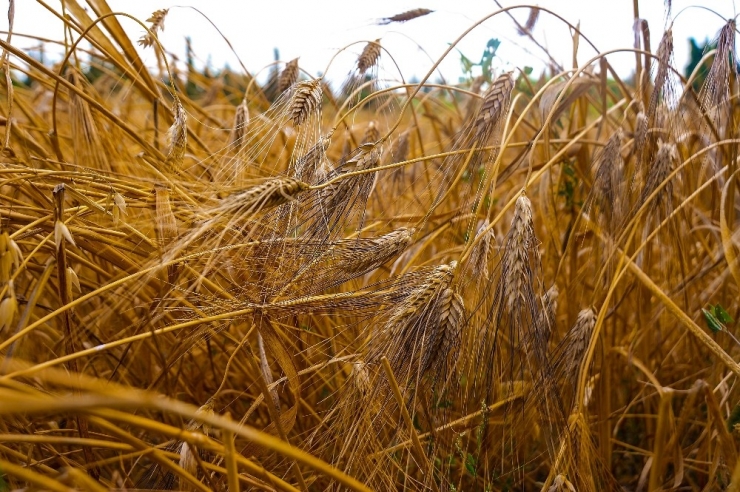Tarihi Değeri Olan Karakılçık Buğdayının Hasadı Yapılıyor