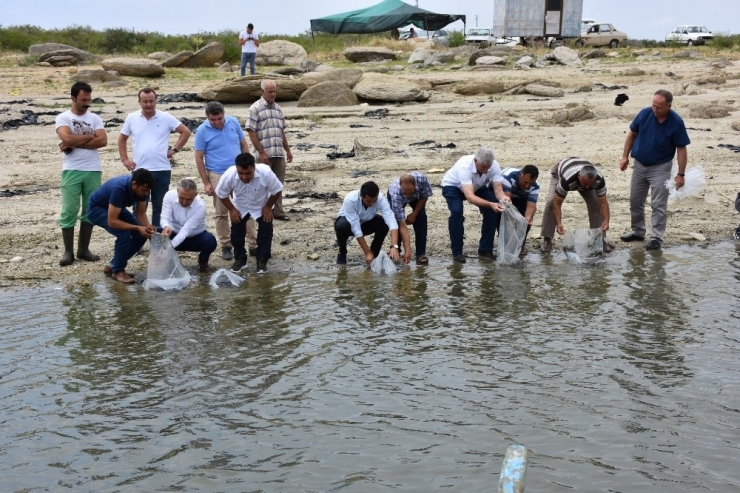 Manisa’daki Baraj Gölü Ve Göletlere 100 Bin Balık Bırakıldı