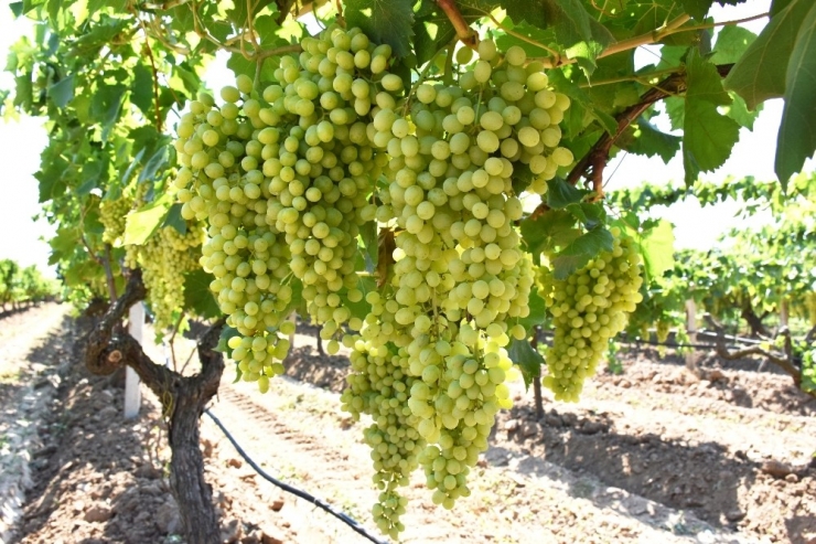 ’Superior Seedless’ Üzümde Hasat Ve İhraç Tarihleri Belirlendi