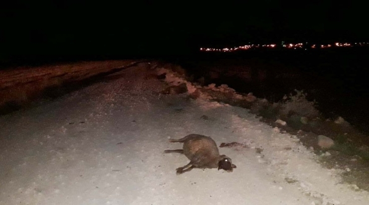 Kamyonet Koyunlara Çarptı, 25 Hayvan Telef Oldu