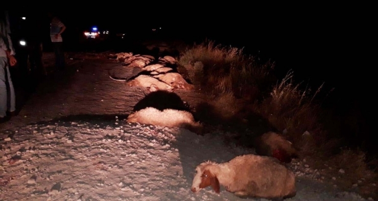 Kamyonet Koyunlara Çarptı, 25 Hayvan Telef Oldu