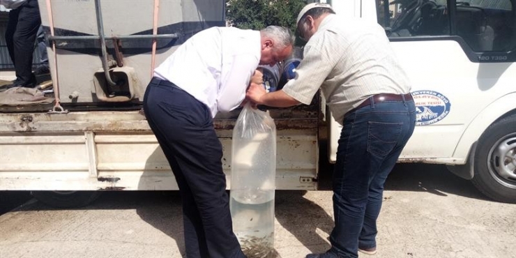 7 Yılda 601 Bin Adet Sazan Balığı Yavrusu Göletlere Bırakıldı