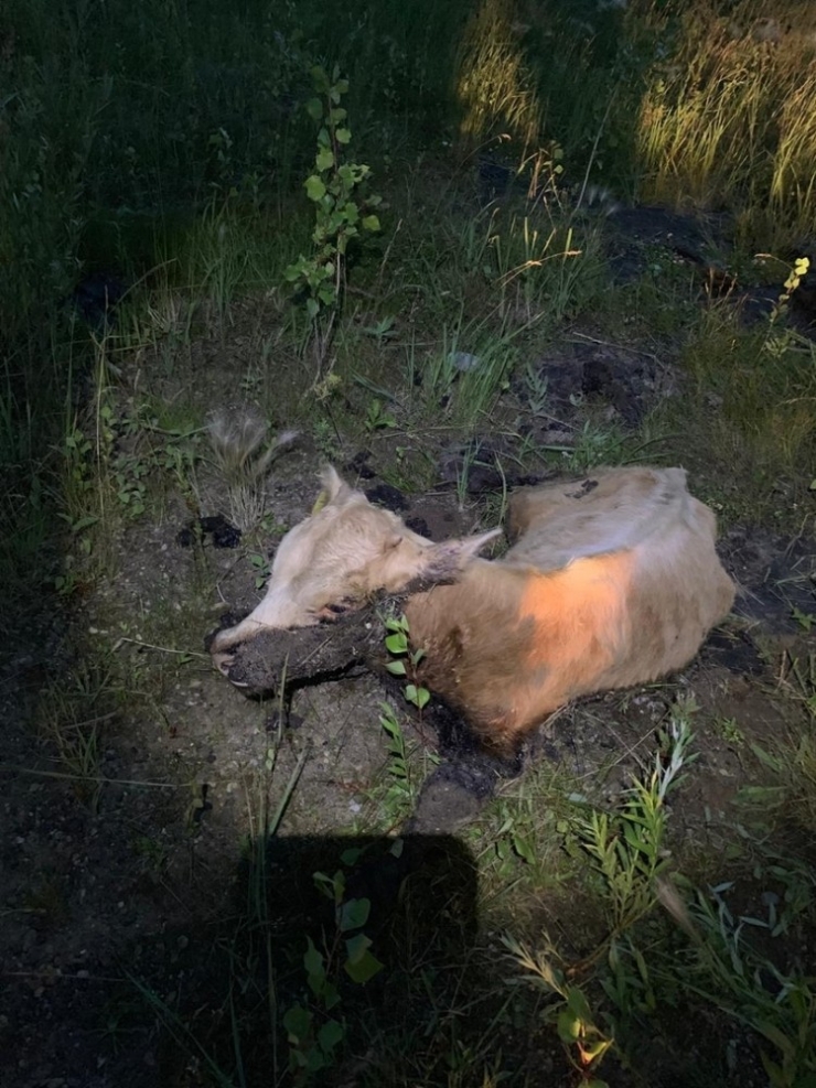 Bataklığa Saplanan Buzağı Güçlükle Kurtarıldı