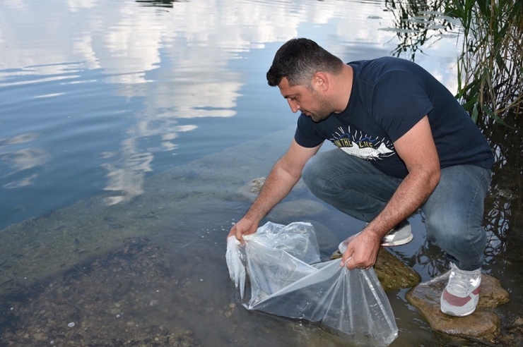Gaga Gölü’ne 30 Bin Sazan Yavrusu