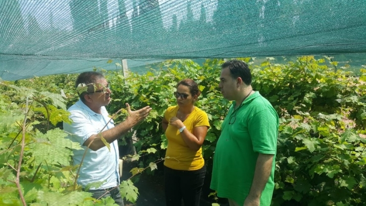 Tarsus Beyaz Üzümünün Taneleme Sorunu Çözüldü