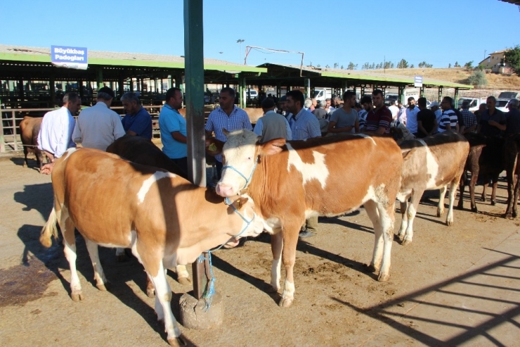 Et Üreticilerinden ’İthal Et Ve Hayvan’ Tepkisi