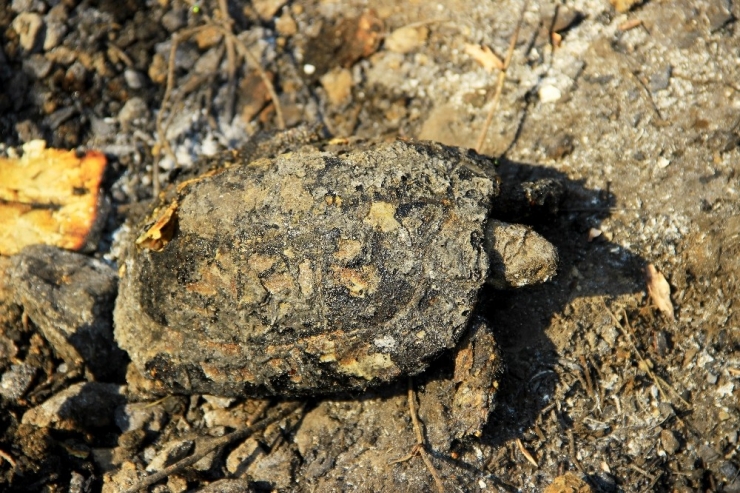 Dalaman Yangınında Böcek, Kuş Ve Kaplumbağalar Telef Oldu