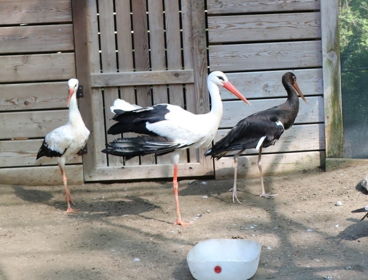 134 Kişiye 143 Bin Lira Ceza, 700 Yaban Hayvanına Tedavi