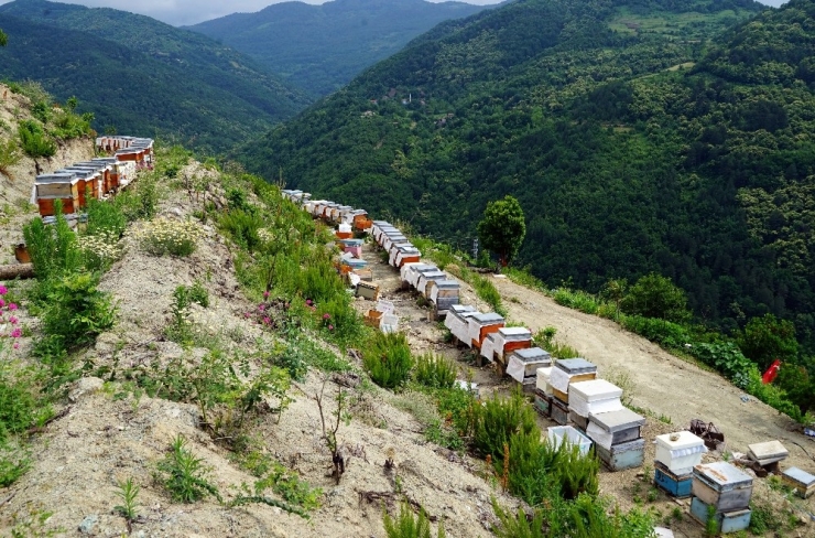 Bileziğini Sattı, Bir Kovan Arı Aldı, Şimdi Paraya Para Demiyor