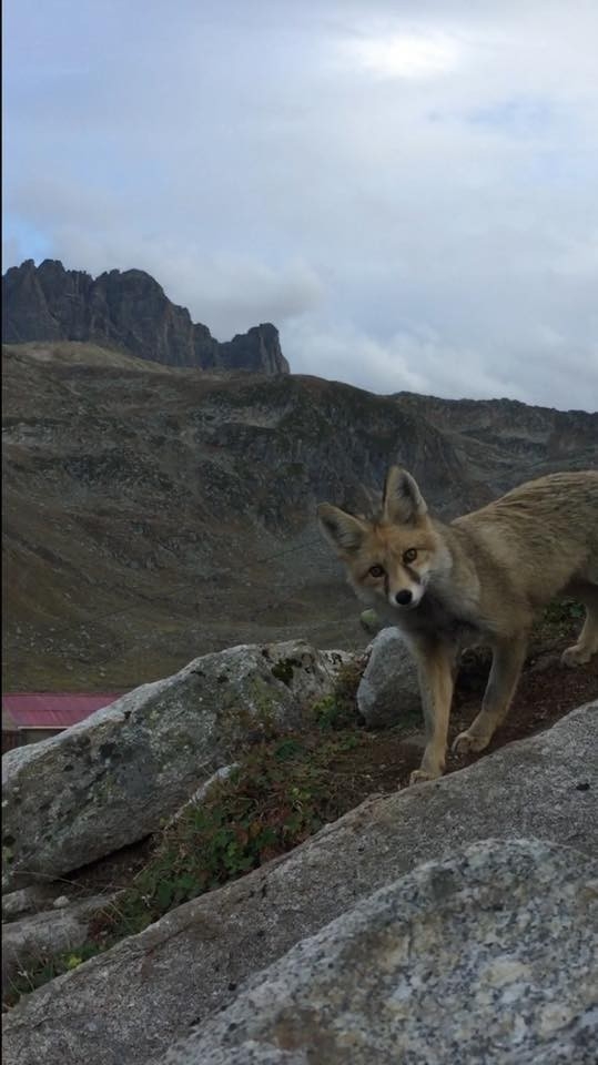 Yaban Hayatı Uzmanı Prof. Dr. Başkaya: “Tilki Popülasyonu Azaldı Deniyor Ama Türkiye’de Dünyanın Her Ülkesinden Daha Fazla Var”