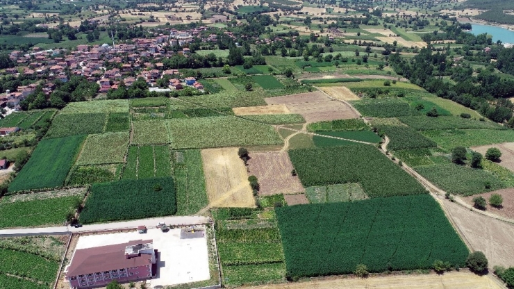 Türkiye Bu Tohumları Bekliyor