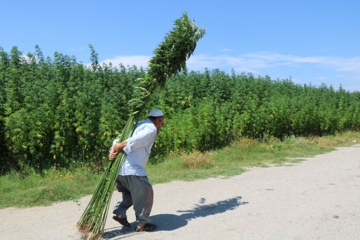 Türkiye Bu Tohumları Bekliyor
