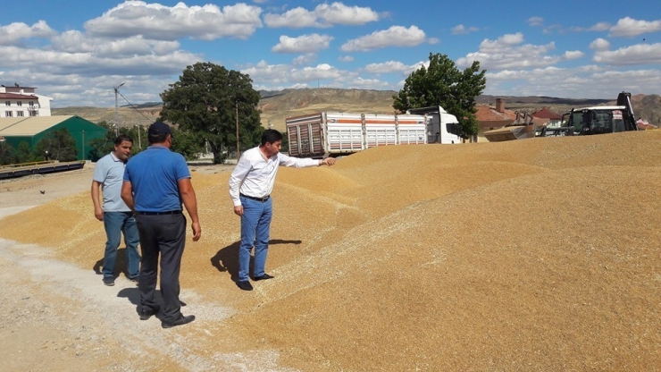 Günlük 800 Ton Buğday Ve Arpa Sevkiyatı Yapılıyor