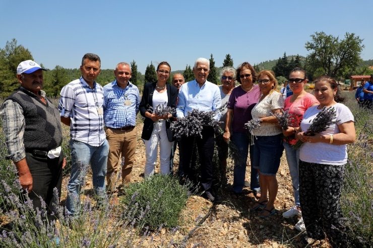 Muğla ‘Koku Vadisi’nde İlk Lavanta Hasadı