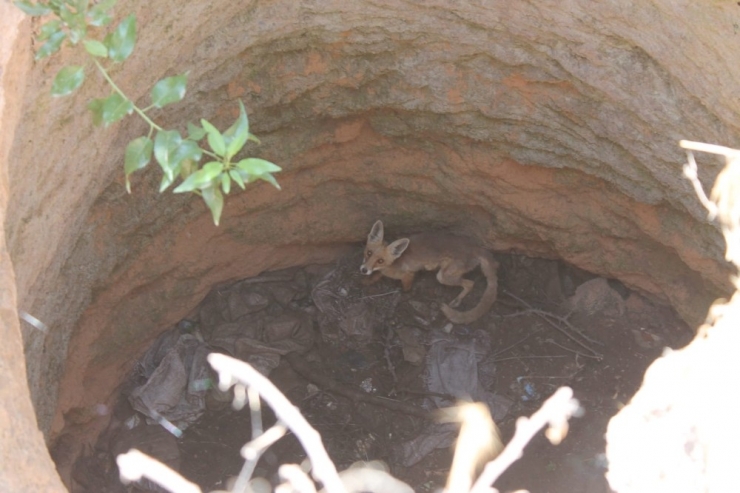 Nevşehir’de Kuyuya Düşen Tilki Kurtarıldı