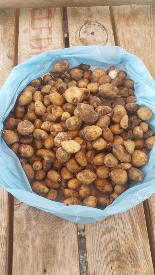 Salep Soğanı Toplayan Şahsa 60 Bin Tl Ceza