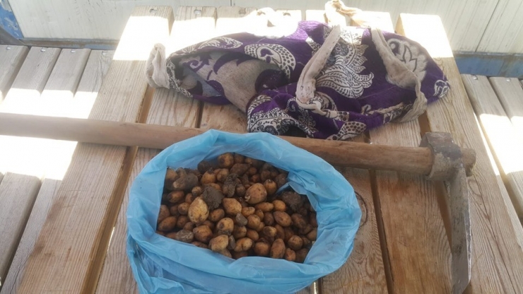 Salep Soğanı Toplayan Şahsa 60 Bin Tl Ceza