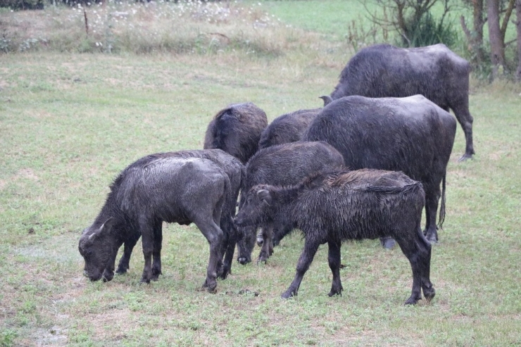 Köylünün Hayatı Mandayla Değişiyor