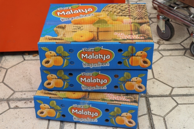 Maşti’de Kayısı Yoğunluğu