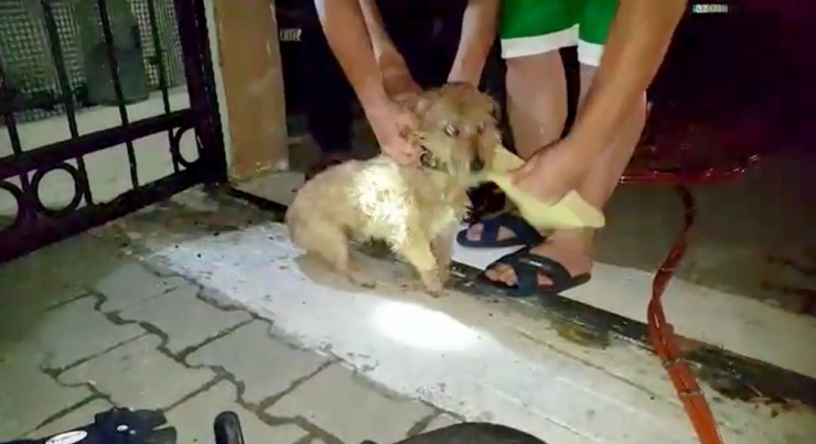 Yavru Köpeğin İmdadına İtfaiye Yetişti