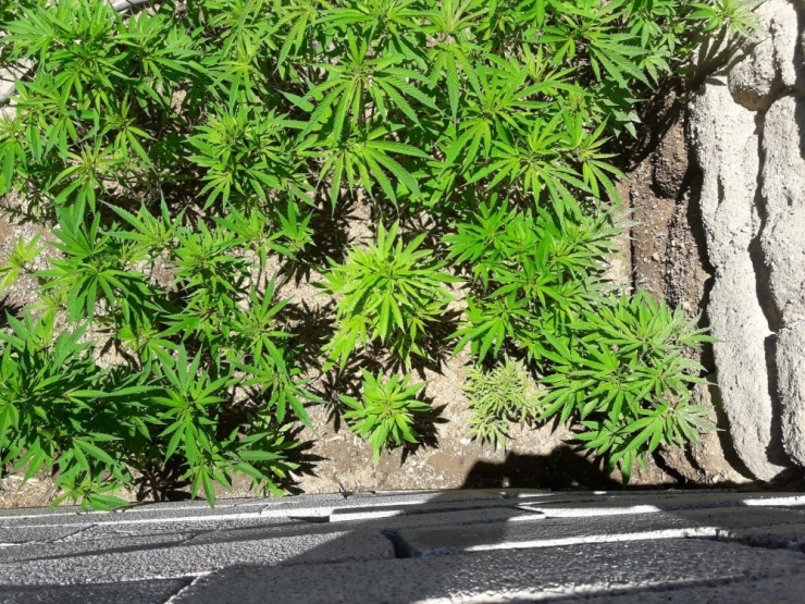 Mısır Tarlasında 390 Kök Hint Keneviri Ele Geçirildi