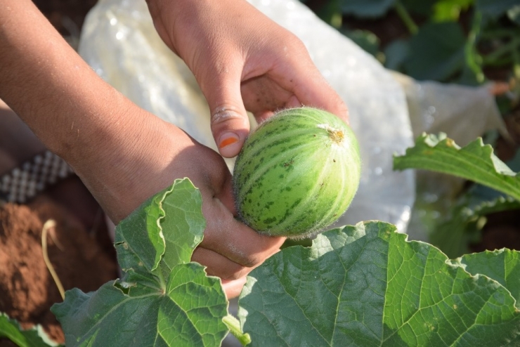 Dışı Karpuza, İçi Kavuna, Tadı Salatalığa Benziyor