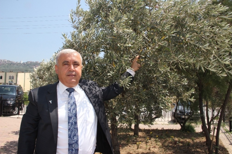 Yeni Dünya Sağlık İksiri Türk Zeytinyağını Keşfetti