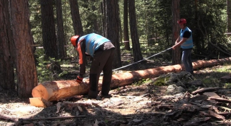 Dpü Afamer’in Orman Üretim İşçisi Sınavları Başladı
