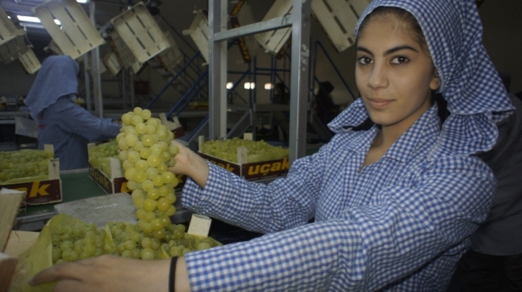 ’Superior Seedless’ Üzümünün İhracat Yolculuğu Başlıyor
