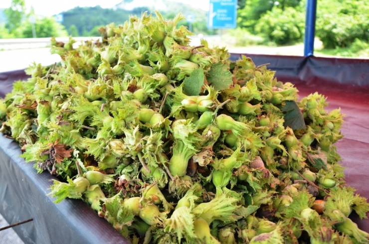 Yaş Fındık Tezgahlarda