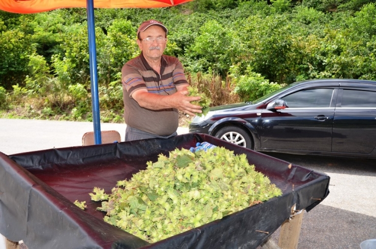 Yaş Fındık Tezgahlarda