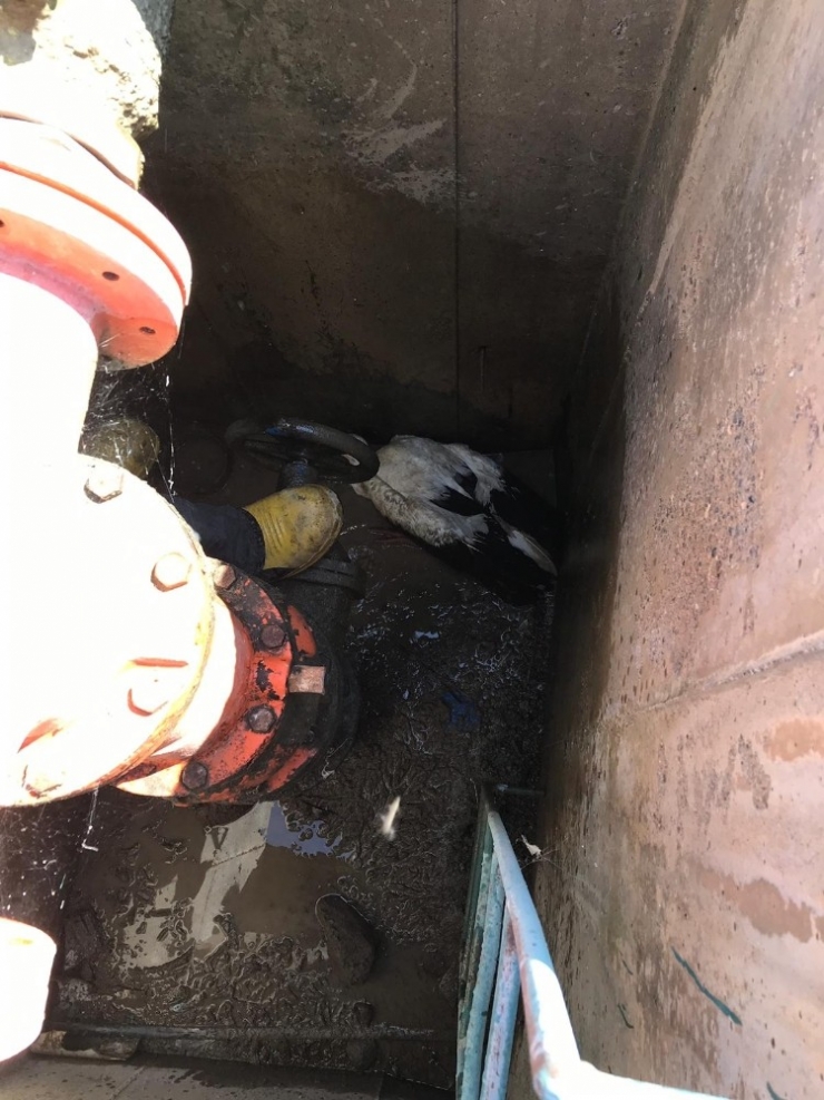 Sulama Kanalı Hidrantında Mahsur Kalan Leyleği İtfaiye Kurtardı