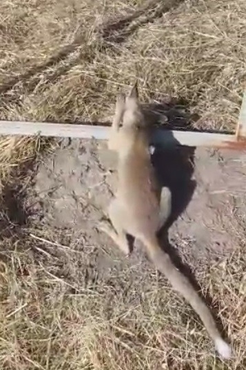 Tele Sıkışan Tilkiyi Kurtardı