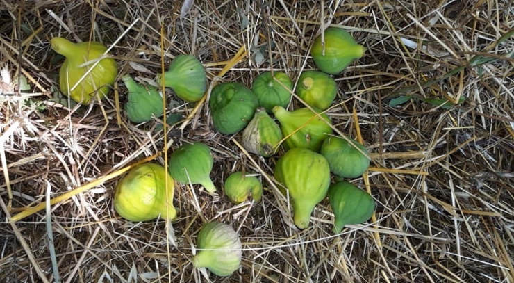 Aydın’da İncir Üretimi Sos Veriyor